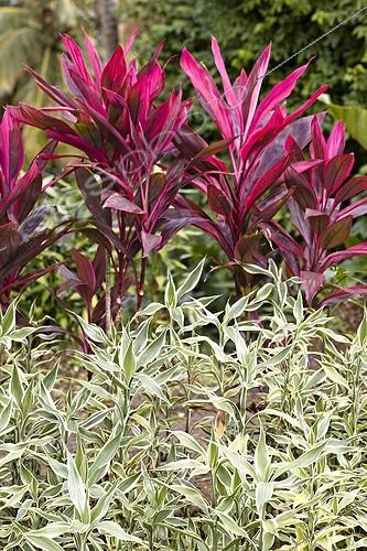 Biosphoto | 610567 | Cordyline dans un jardin de Martinique | &copy; Laurent Rebelle / Biosphoto