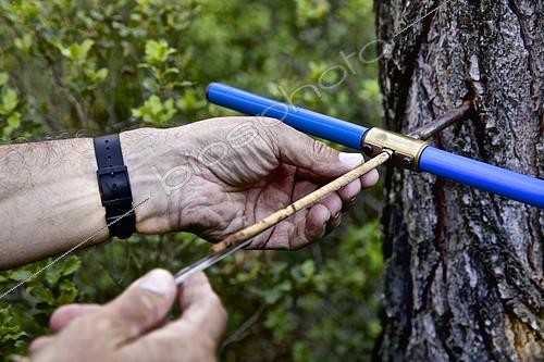 Biosphoto | 2072271 | Core drilling using a Pressler auger in the trunk of an Aleppo pine. Mediterranean ecosystems in the face of climate change. Forêt départementale de Fontblanche, Bouches-du-Rhône, France. | &copy; Thibaut Vergoz / Biosphoto