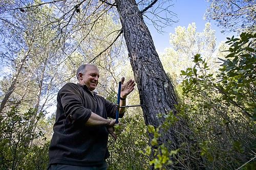 Biosphoto | 2072272 | Core drilling using a Pressler auger in the trunk of an Aleppo pine. Mediterranean ecosystems in the face of climate change. Forêt départementale de Fontblanche, Bouches-du-Rhône, France. | &copy; Thibaut Vergoz / Biosphoto