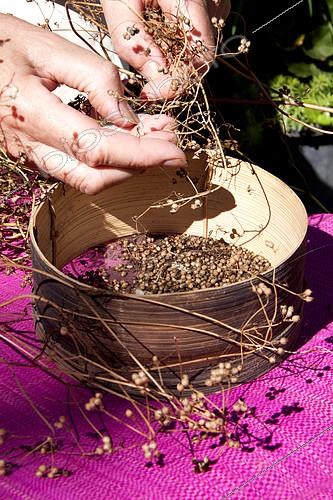 Biosphoto | 2096114 | Coriander seeds harvest | &copy; Lamontagne / Biosphoto