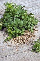 Biosphoto | 449971 | Coriandre | &copy; DIGIT images / Biosphoto