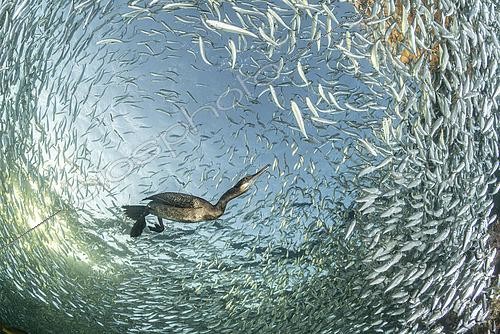 Biosphoto | 2546401 | Cormoran de Brandt (Phalacrocorax penicillatus) se nourrissant de petits poissons depuis la surface jusqu'au fond de la mer, en plongeant à la poursuite en utilisant ses pattes comme moyen de propulsion ; il a été observé en train de s'alimenter à des profondeurs de plus de 36,5 m. C'est un oiseau marin aux compétences extraordinaires, Los Islotes, archipel d'Espiritu Santo, mer de Cortez, côte est de Baja California Sur, Mexique | &copy; Franco Banfi / Biosphoto