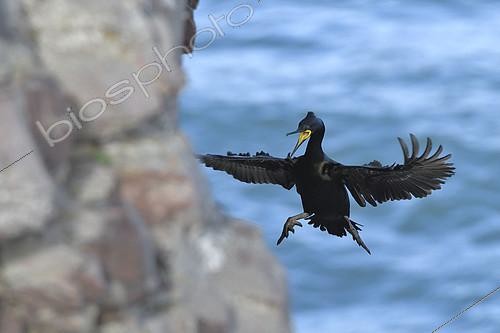 Biosphoto | 2419789 | Cormoran huppé (Phalacrocorax aristotelis) adulte en plumage nuptial en vol, Côtes d'Armor, France | &copy; Dominique Halleux / Biosphoto