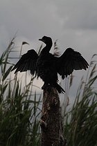 Biosphoto | 1235621 | Cormoran pygmée dans le PN de l'Hortobagy Hongrie | &copy; Jean-François Noblet / Biosphoto