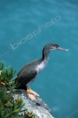 Biosphoto | 643511 | Cormorant at rest in the Otago Peninsula | &copy; Didier Brandelet / Biosphoto