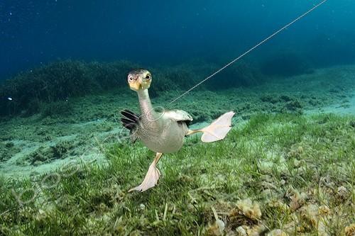 Biosphoto | 2047574 | Cormorant underwater - Menorca Balear Mediterranean sea | &copy; Sergi Garcia Fernandez / Biosphoto