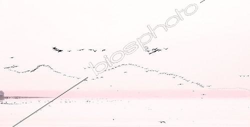 Biosphoto | 974104 | Cormorants joining a collective fishing | &copy; Pierre Huguet-Dubief / Biosphoto