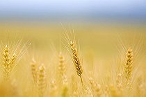 Biosphoto | 1451778 | Corn field with barley | &copy; Ottfried Schreiter / imageBROKER / Biosphoto