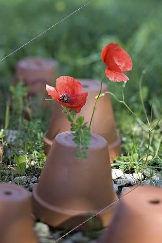 Biosphoto | 604695 | Corn poppies and flowerpots in a garden of Provence France | &copy; Philippe Giraud / Biosphoto