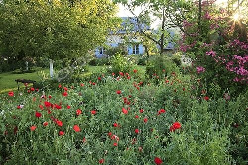 Biosphoto | 963867 | Corn poppies and rose-tree 'American Pillar' in a garden | &copy; Hervé Lenain / Biosphoto