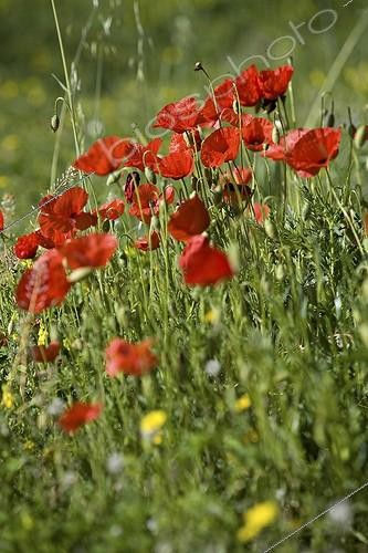 Biosphoto | 603130 | Corn poppies in a garden of Provence France | &copy; Philippe Giraud / Biosphoto