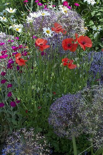 Biosphoto | 2141753 | Corn poppy (Papaver rhoeas), Rose campion (Lychnis coronaria) and Ornament garlic (Allium sp) in bloom | &copy; Frédéric Didillon / Biosphoto