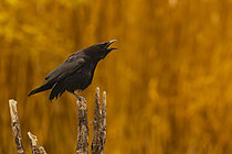 Biosphoto | 2609065 | Corneille noire (Corvus corone) appelant, Espagne | &copy; Guy Van Langenhove / Biosphoto