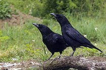 Biosphoto | 2601510 | Corneille noire (Corvus corone), couple une branche, Navarre, Pyrénées, Espagne | &copy; Emile Barbelette / Biosphoto