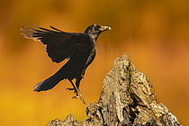 Biosphoto | 2609031 | Corneille noire (Corvus corone) en vol sur une souche, Espagne | &copy; Guy Van Langenhove / Biosphoto