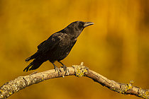 Biosphoto | 2609035 | Corneille noire (Corvus corone) sur une branche, Espagne | &copy; Guy Van Langenhove / Biosphoto