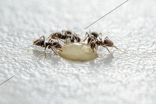Biosphoto | 2616487 | Cornfield ants (Lasius alienus) attracted by a drop of honey on the kitchen countertop, Marseille, Bouches-du-Rhone, France. | &copy; Marie Aymerez / Biosphoto