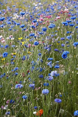 Biosphoto | 1640009 | Cornflowers and knapweeds 'Polka Dot Mix' in a garden | &copy; Alexandre Petzold / Biosphoto