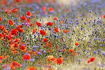 Biosphoto | 1366902 | Cornflowers and Poppies in a wheat field Bourgogne France | &copy; Pierre Vernay / Biosphoto