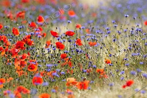 Biosphoto | 1366902 | Cornflowers and Poppies in a wheat field Bourgogne France | &copy; Pierre Vernay / Biosphoto