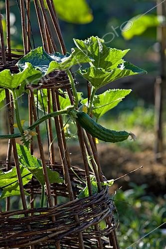 Biosphoto | 697984 | Cornichon dans un jardin potager de Provence | &copy; Philippe Giraud / Biosphoto