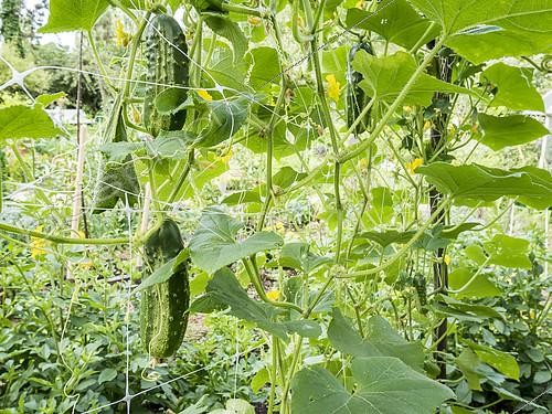 Biosphoto | 2402523 | Cornichon de Paris | &copy; Alain Kubacsi / Biosphoto