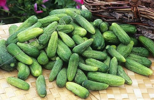 Biosphoto | 2144170 | Cornichon hybride 'Mepram F1' (Cucumis sativus) | &copy; Frédéric Didillon / Biosphoto