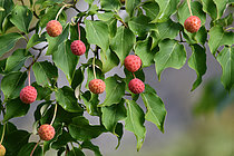 Biosphoto | 2609404 | Cornouiller à fleurs (Cornus Kousa var. chinensis) fruits, jardin botanique de Samoëns, Alpes, Haute-Savoie, France | &copy; Michel Rauch / Biosphoto