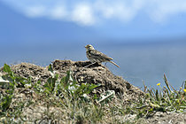 Biosphoto | 2608953 | Correndera Pipit (Anthus correndera), env. de Puerto Natales sur le Fjord Ultima Esperanza, Région Magallanes et Antarctique chilien, Chili | &copy; Jean-Claude Malausa / Biosphoto