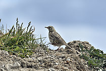 Biosphoto | 2608954 | Correndera Pipit (Anthus correndera), env. de Puerto Natales sur le Fjord Ultima Esperanza, Région Magallanes et Antarctique chilien, Chili | &copy; Jean-Claude Malausa / Biosphoto
