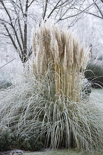 Biosphoto | 2164457 | Cortaderia selloana Evita | &copy; Visions Pictures / Biosphoto