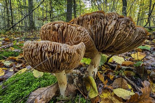 Biosphoto | 2612488 | Cortinarius mushrooms in late autumn in a deciduous forest in Haute-Savoie, France. | &copy; Jean-Philippe Delobelle / Biosphoto