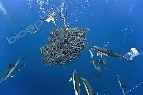 Biosphoto | 1715487 | Cory's sheerwater and common dolphin preying jack mackerel | &copy; Christopher Swann / Biosphoto