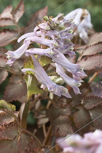 Biosphoto | 2594326 | Corydale, Corydalis quantmeyerana 'Chocolate Stars | &copy; Visions BV, Netherlands / Visions Pictures & Photography / Visions Pictures / Biosphoto