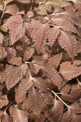 Biosphoto | 408023 | Corydalis quantmeyerana Chocolate Stars | &copy; Visions Pictures / Biosphoto