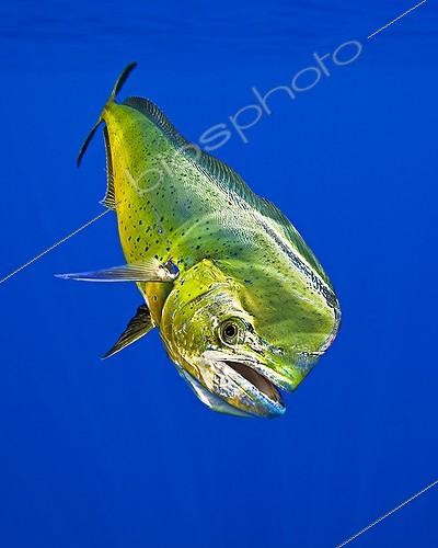 Biosphoto | 1268118 | Coryphène (Coryphaena hippurus) mâle, Kona, Big Island, Hawaï | &copy; Masa Ushioda / WaterFrame / Biosphoto