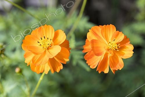 Biosphoto | 2138472 | Cosmos (Cosmos sulphureus) 'Cosmic Orange' in summer, Moselle, France | &copy; Yann Avril / Biosphoto