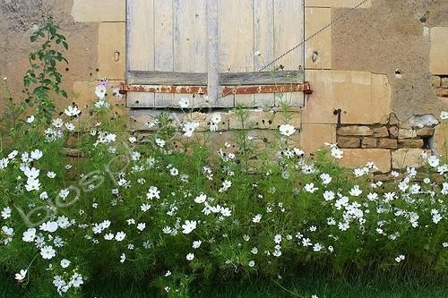 Biosphoto | 1266658 | Cosmos in bloom in a garden | &copy; Patricia Méaille / Biosphoto