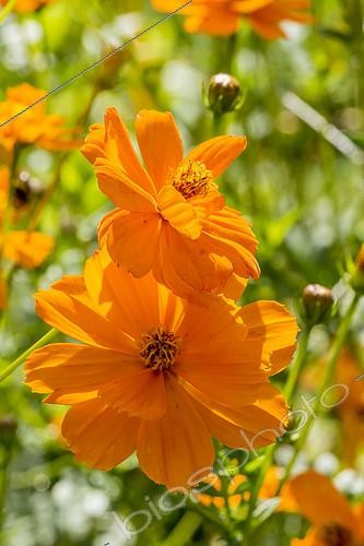 Biosphoto | 2159359 | Cosmos sulfureux, Cosmos sulphureus 'Carioca' | &copy; Alain Kubacsi / Biosphoto