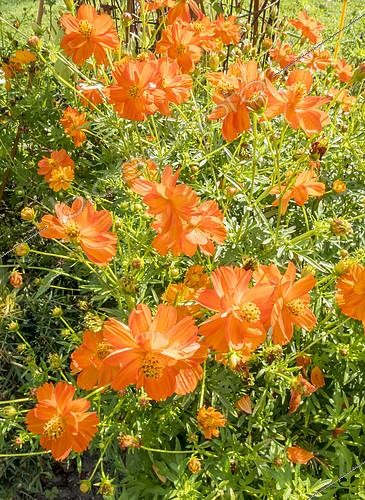 Biosphoto | 2402345 | Cosmos sulphureus 'Diablo', fleurs | &copy; Alain Kubacsi / Biosphoto