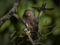 Biosphoto | 2455275 | Costa Rican Pigmy-Owl (Glaucidium costaricanum), being mobbed by hummingbirds, Chiriqui Highlands, Panama | &copy; Ignacio Yufera / Biosphoto