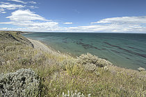 Biosphoto | 2608949 | Côte de la Bahia Inutil, env. de Porvenir, Terre de Feu, Région Magallanes et Antarctique chilien, Chili | &copy; Jean-Claude Malausa / Biosphoto