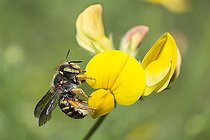Biosphoto | 2410245 | Cotton bee (Anthidium oblongatum) on Common Bird's-foot-trefoil (Lotus corniculatus) flowers, Regional Natural Park of Vosges du Nord, France | &copy; Michel Rauch / Biosphoto
