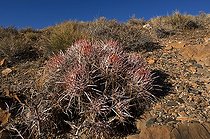 Biosphoto | 1249372 | Cottontop barrel cactus Death Valley NP USA | &copy; Daniel Heuclin / Biosphoto