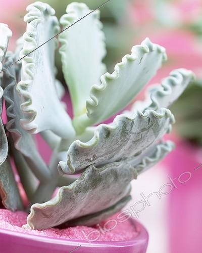 Biosphoto | 411910 | Cotyledon Susanea | &copy; Visions Pictures / Biosphoto