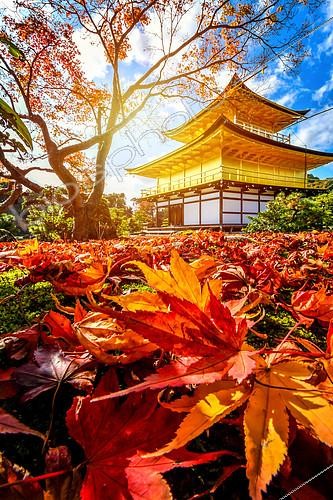 Biosphoto | 2102510 | Coucher de soleil au temple Kinkakuji à Kyoto en automne, Japon | &copy; Vincent Marion / Biosphoto