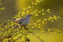 Biosphoto | 2601877 | Coucou gris (Cuculus canorus) perché dans un arbre, Angleterre | &copy; Frédéric Desmette / Biosphoto