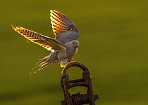 Biosphoto | 2601875 | Coucou gris (Cuculus canorus) se posant sur un poteau, Angleterre | &copy; Frédéric Desmette / Biosphoto