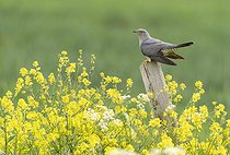 Biosphoto | 2601930 | Coucou gris (Cuculus canorus) sur un poteau parmi des fleurs jaunes, Angleterre | &copy; Frédéric Desmette / Biosphoto