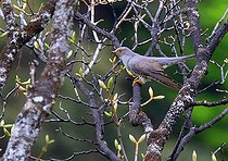 Biosphoto | 2584502 | Coucou gris (Cuculus canorus) sur une branche, Alpes-de-Haute-Provence, France | &copy; Jean-François Noblet / Biosphoto